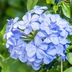 WILLEMSE FRANCE - Plumbago - le pot / ø 9cm, vendu par lot de 2