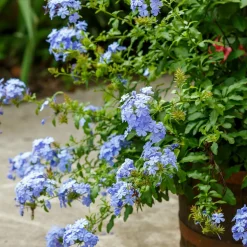 WILLEMSE FRANCE - Plumbago - le pot / ø 9cm, vendu par lot de 4