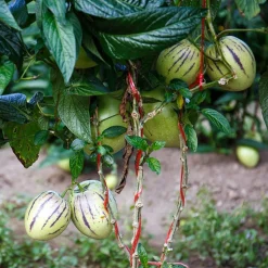 WILLEMSE FRANCE - Poire-melon - le pot / ø 10.5cm / hauteur livrée 10-15cm