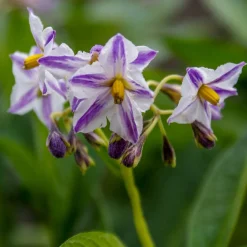 WILLEMSE FRANCE - Poire-melon - le pot / ø 10.5cm / hauteur livrée 10-15cm
