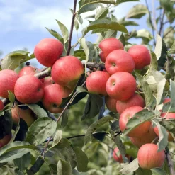 WILLEMSE FRANCE - Pommier elstar - le pot / 1.5l / hauteur livrée 50-60cm
