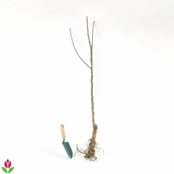 WILLEMSE FRANCE - Pommier elstar - le pot / 1.5l / hauteur livrée 50-60cm