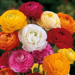 WILLEMSE FRANCE - Renoncules en mélange - le sachet de 10 bulbes / circonférence 4-5cm, vendu par lot de 10