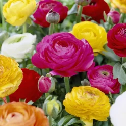 WILLEMSE FRANCE - Renoncules en mélange - le sachet de 10 bulbes / circonférence 4-5cm, vendu par lot de 4