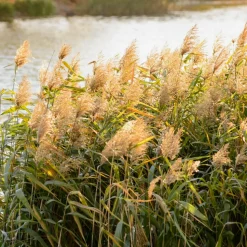 WILLEMSE FRANCE - Roseau commun - le pot / ø 9cm
