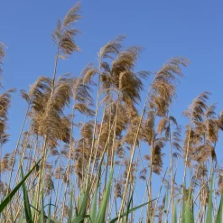 WILLEMSE FRANCE - Roseau commun - le pot / ø 9cm