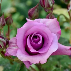 WILLEMSE FRANCE - Rosier à massif violet - la pièce en racine nue / 2+ branches