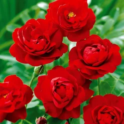 WILLEMSE FRANCE - Rosier à massif rouge - la pièce en racine nue / 2+ branches, vendu par lot de 2