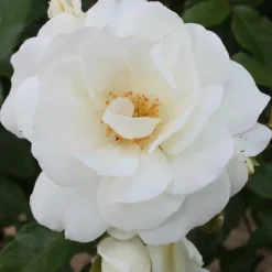 WILLEMSE FRANCE - Rosier à massif iceberg - la pièce en racine nue / 3+ branches