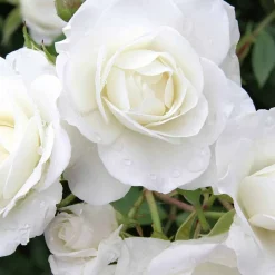 WILLEMSE FRANCE - Rosier à massif iceberg - la pièce en racine nue / 3+ branches