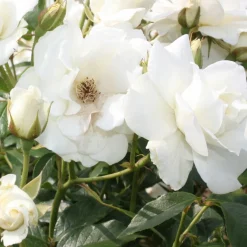 WILLEMSE FRANCE - Rosier à massif iceberg - la pièce en racine nue / 3+ branches