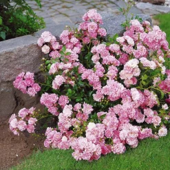 WILLEMSE FRANCE - Rosier à massif the fairy - le paquet de 2 racines nues / 3 branches