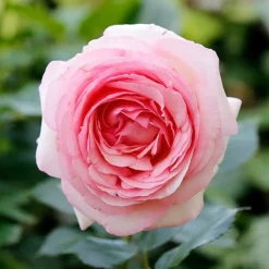 WILLEMSE FRANCE - Rosier anglais her's ausgreen ® - la motte / 3+ branches, vendu par lot de 2