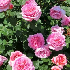 WILLEMSE FRANCE - Rosier anglais her's ausgreen ® - la motte / 3+ branches, vendu par lot de 2