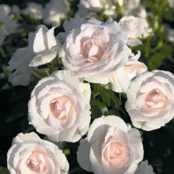 WILLEMSE FRANCE - Rosier aspirin rose ® - le pot / 3l / hauteur livrée 15-40cm