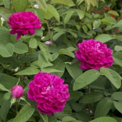 WILLEMSE FRANCE - Rosier ancien rose de rescht - le pot / 4l / hauteur livrée 15-40cm