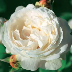 WILLEMSE FRANCE - Rosier anglais ausgreen's winner ® - la pièce en racine nue / 3+ branches