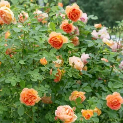 WILLEMSE FRANCE - Rosier anglais lady of shalott - le pot / 4l / hauteur livrée 15-40cm