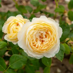 WILLEMSE FRANCE - Rosier anglais claire austin® - le pot / 4l / hauteur livrée 15-40cm