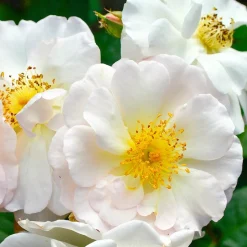 WILLEMSE FRANCE - Rosier arbustif pénélope - le pot / 4l / hauteur livrée 15-40cm