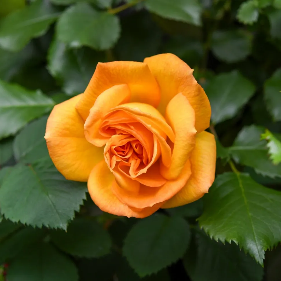 WILLEMSE FRANCE - Rosier buisson whisky - la motte / 3+ branches