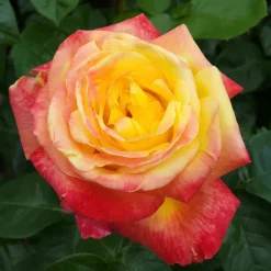 WILLEMSE FRANCE - Rosier buisson bicolore - la pièce en racine nue / 2+ branches, vendu par lot de 2