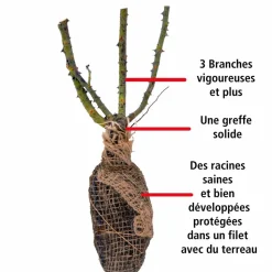 WILLEMSE FRANCE - Rosier buisson whisky - la pièce en racine nue / 3+ branches, vendu par lot de 2