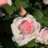 WILLEMSE FRANCE - Rosier buisson rose - la pièce en racine nue / 2+ branches, vendu par lot de 2