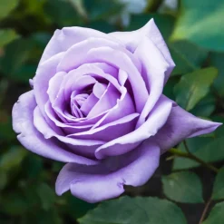 WILLEMSE FRANCE - Rosier buisson violet - la pièce en racine nue / 2+ branches, vendu par lot de 6