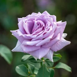 WILLEMSE FRANCE - Rosier buisson violet - la pièce en racine nue / 2+ branches, vendu par lot de 6