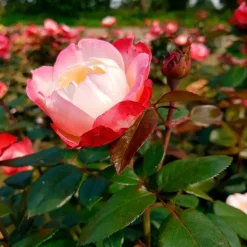 WILLEMSE FRANCE - Rosier buisson nostalgie ® - la motte / 3+ branches, vendu par lot de 2