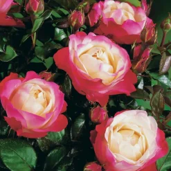 WILLEMSE FRANCE - Rosier buisson nostalgie ® - la motte / 3+ branches, vendu par lot de 2