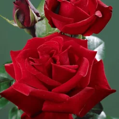 WILLEMSE FRANCE - Rosier buisson rouge vif - la pièce en racine nue / 2+ branches