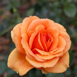 WILLEMSE FRANCE - Rosier buisson whisky - la motte / 3+ branches, vendu par lot de 2