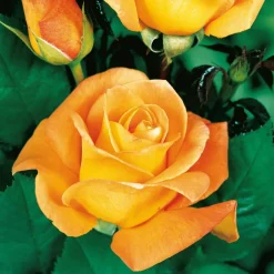 WILLEMSE FRANCE - Rosier buisson whisky - la motte / 3+ branches, vendu par lot de 2