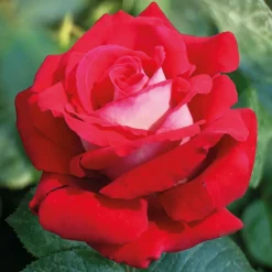 WILLEMSE FRANCE - Rosier buisson osiria - la motte / 3+ branches, vendu par lot de 2