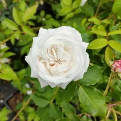 WILLEMSE FRANCE - Rosier botanique boule de neige - la pièce en racine nue / 2 branches, vendu par lot de 2