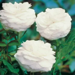 WILLEMSE FRANCE - Rosier botanique boule de neige - la pièce en racine nue / 2 branches, vendu par lot de 2