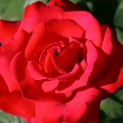 WILLEMSE FRANCE - Rosier buisson grande amore ® - la motte / 3+ branches