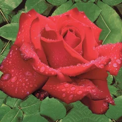 WILLEMSE FRANCE - Rosier buisson grande amore ® - la motte / 3+ branches