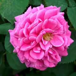 WILLEMSE FRANCE - Rosier bourbon grimpant mme isaac pereire - le pot / 4l / hauteur livrée 15-40cm