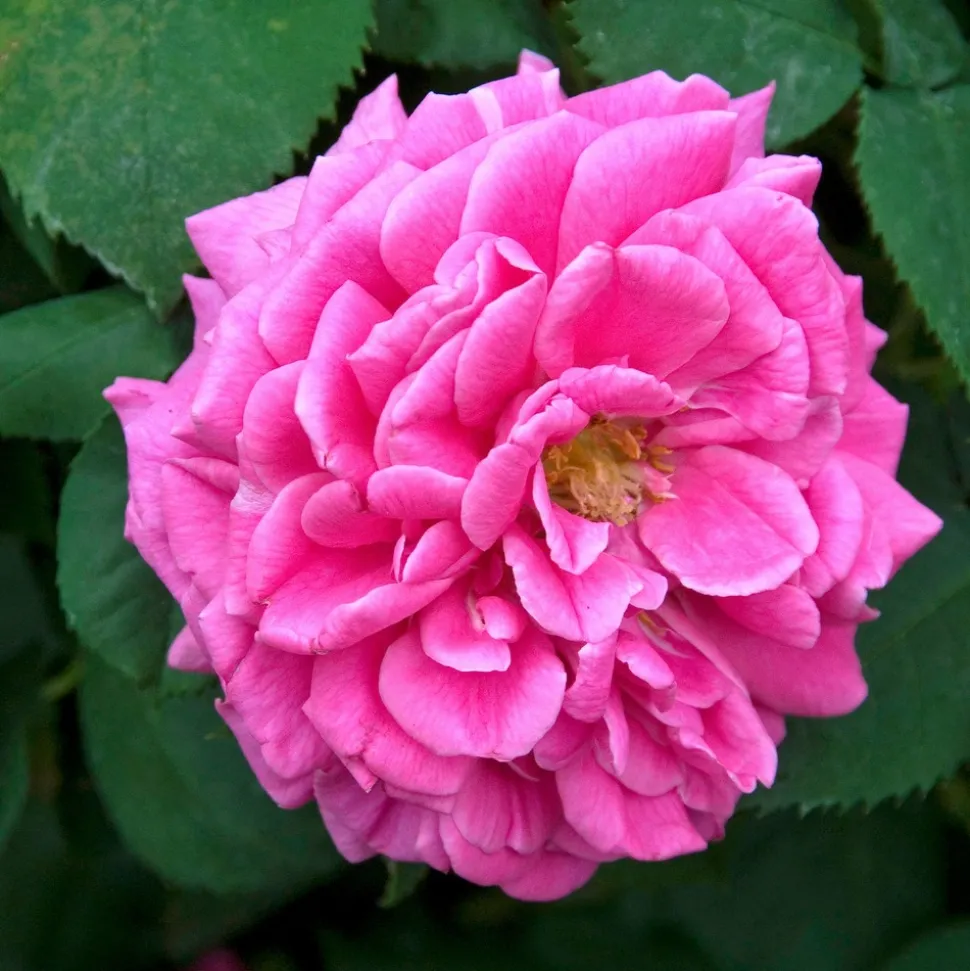 WILLEMSE FRANCE - Rosier bourbon grimpant mme isaac pereire - le pot / 4l / hauteur livrée 15-40cm