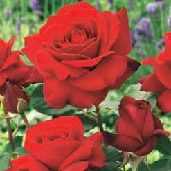 WILLEMSE FRANCE - Rosier buisson la magie du parfum - duftzauber 84 - la motte / 3+ branches, vendu par lot de 2