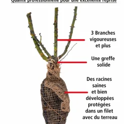 WILLEMSE FRANCE - Rosier buisson la magie du parfum - duftzauber 84 - la motte / 3+ branches, vendu par lot de 2
