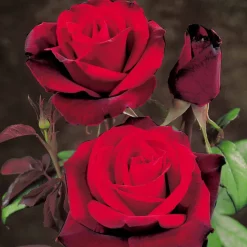 WILLEMSE FRANCE - Rosier buisson barkarole - la pièce en racine nue / 3+ branches, vendu par lot de 2