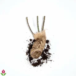 WILLEMSE FRANCE - Rosier buisson barkarole - la pièce en racine nue / 3+ branches, vendu par lot de 2