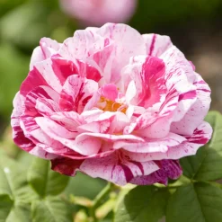 WILLEMSE FRANCE - Rosier botanique ferdinand pichard - la pièce en racine nue / 2+ branches, vendu par lot de 2