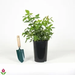 WILLEMSE FRANCE - Rosier botanique ferdinand pichard - la pièce en racine nue / 2+ branches, vendu par lot de 2