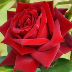 WILLEMSE FRANCE - Rosier buisson grande amore ® - la motte / 3+ branches, vendu par lot de 2