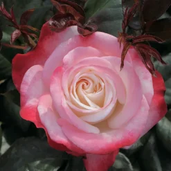 WILLEMSE FRANCE - Rosier buisson nostalgie ® - la pièce en racine nue / 3+ branches, vendu par lot de 2